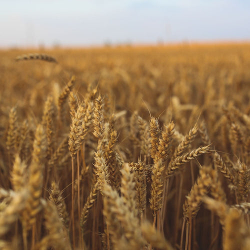 The Importance of Fibre