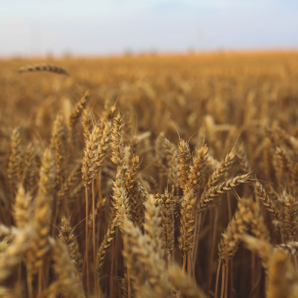 The Importance of Fibre