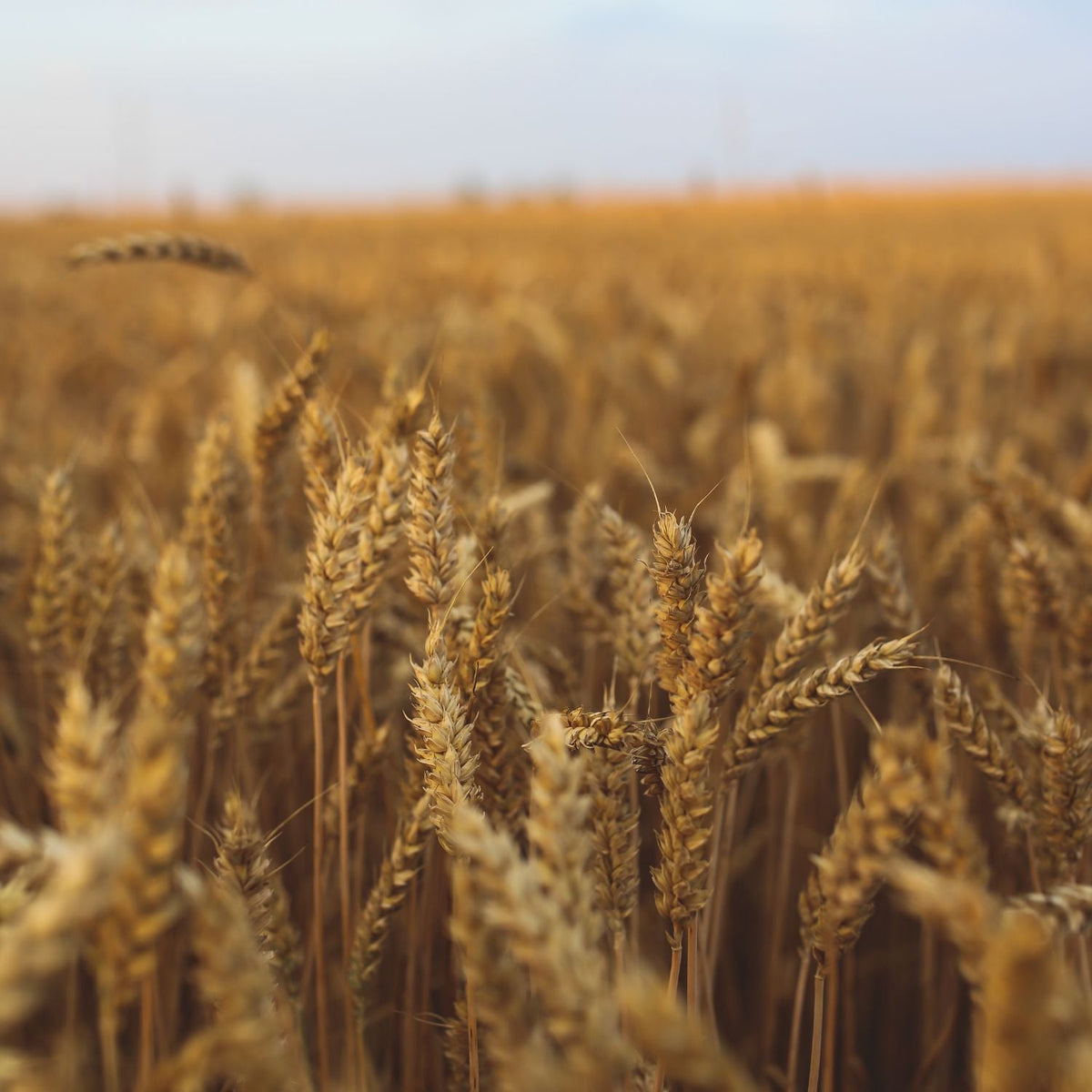 The Importance of Fibre