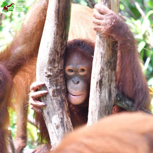 Help our orangutans on their journey to freedom - SunVit-D3