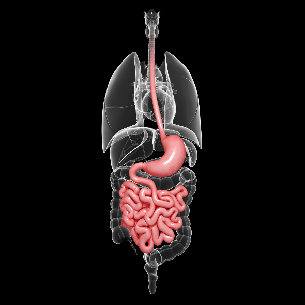 How to improve your gut health naturally with NeoVos